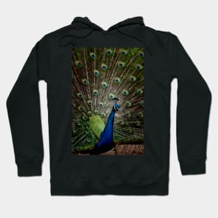 The Peacock Hoodie